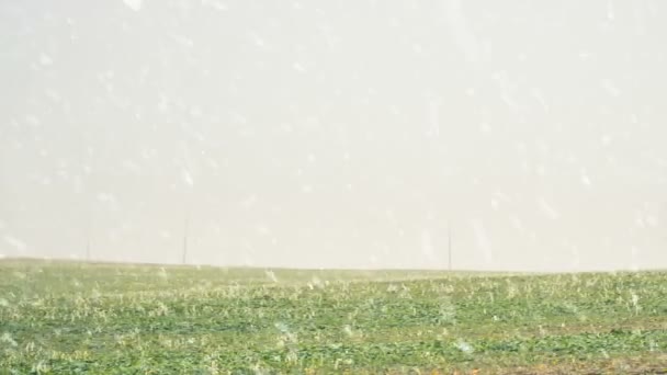 雪が降る下で春の栽培凍結フィールド植物 — ストック動画
