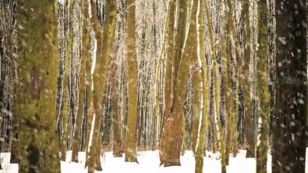 Zimowe Drzewa Leśne Pod Opadającym Śniegiem — Wideo stockowe