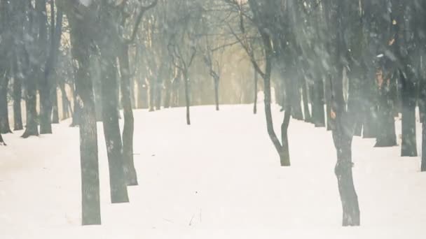 Callejón Parque Vacío Con Árboles Bajo Nieve Cayendo — Vídeo de stock