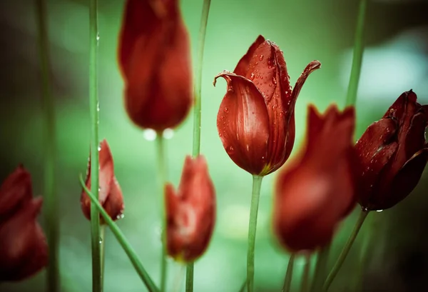 Coloridas Flores Tulipán Rojo Con Gotas Lluvia Los Brotes —  Fotos de Stock