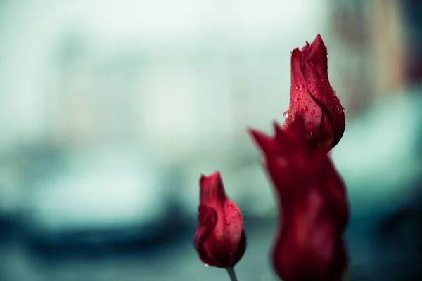 Bourgeons Fleurs Tulipes Rouges Humides Sur Fond Abstrait — Photo