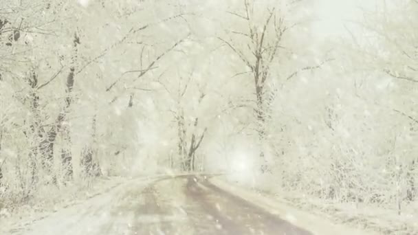 Зимний Сезон Замерзшая Дорога Через Аллею Белых Деревьев Снегом — стоковое видео