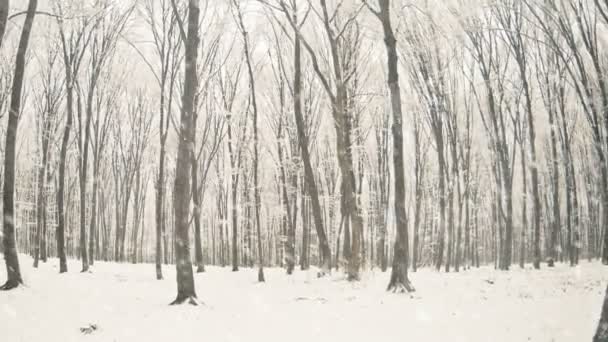 Winter Forest Trees Covered Snow Falling Snowflakes — Stock Video