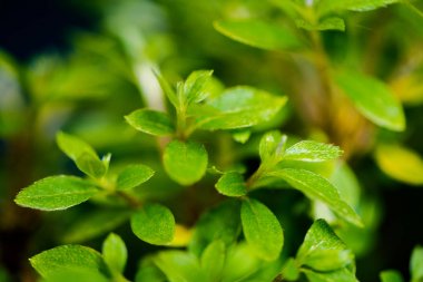 taze bahar bahçe bitkileri closeup siyah arka plan üzerinde izole 