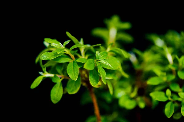 Plantas Frescas Jardín Primavera Primer Plano Aislado Sobre Fondo Negro — Foto de Stock