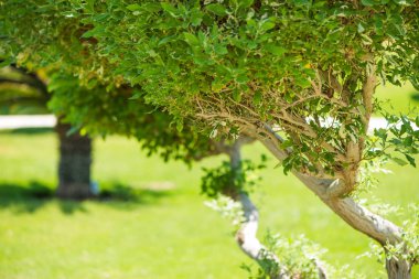 taze yeşil dekoratif park ağaçları arka plan