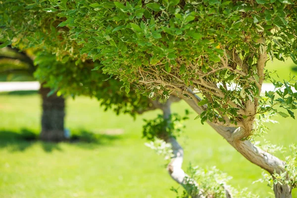 taze yeşil dekoratif park ağaçları arka plan