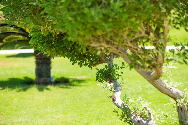 Verse Groene Decoratieve Park Bomen Achtergrond — Stockfoto