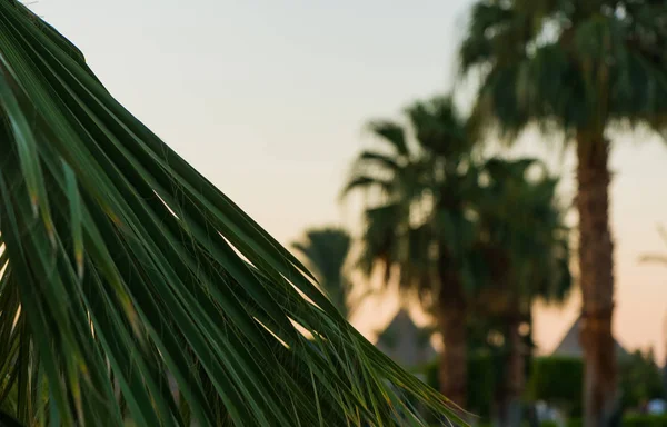 Palmen Bij Zonsondergang Achter Lange Palm Blaadjes — Stockfoto