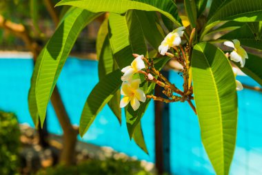 havuz su arka planda bahçede güzel egzotik çiçekler