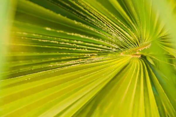 夏季棕榈树叶纹理背景 — 图库照片