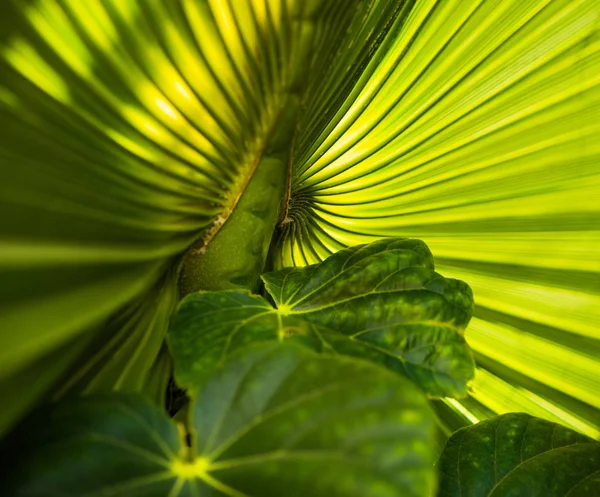 Zomerseizoen Palm Tree Blad Getextureerde Achtergrond — Stockfoto