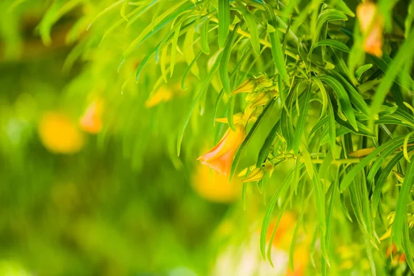 Gelbe Tropische Blumen Bei Grünen Baumblättern Hintergrund — Stockfoto