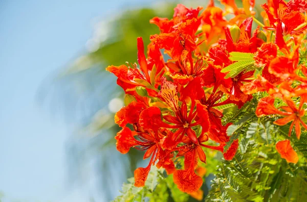 red flowers on exotic bush branches at blue sky background