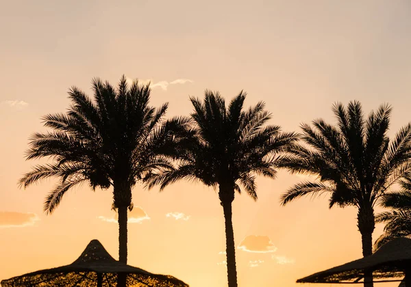 Palmbomen Silhouetten Zomer Sunset Beach — Stockfoto