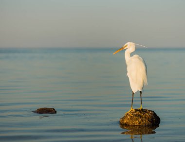 deniz manzarası günbatımı ufukta bir taş üzerinde vahşi beyaz brird