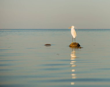 deniz manzarası günbatımı ufukta bir taş üzerinde vahşi beyaz brird