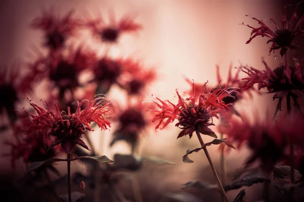 Fleurs Prairie Été Rouge Coucher Soleil — Photo