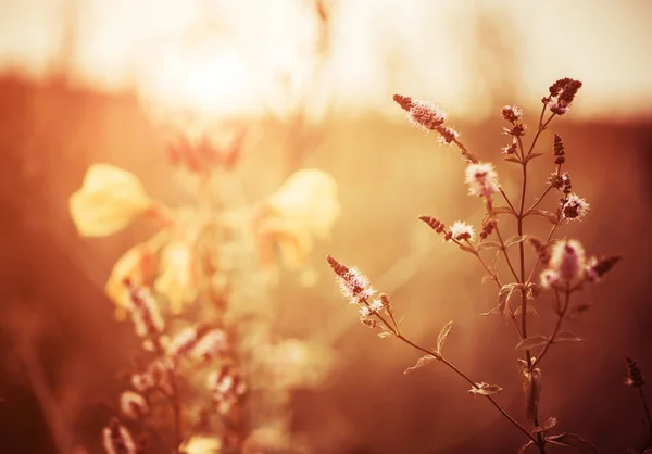 Sommerwiese Pflanzen Und Blumen Bei Sonnenuntergang — Stockfoto