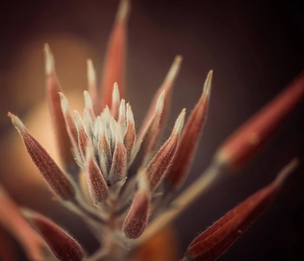 日没の日差しの中の夏の草原植物 — ストック写真