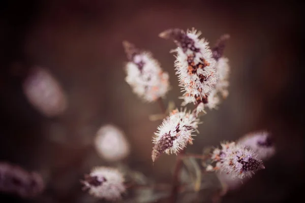 Sommar Ängsväxter Och Blommor Vid Solnedgången Solljus — Stockfoto