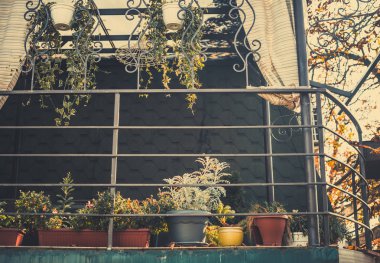 Sonbahar mevsiminde bitki saksıları ve dekorları olan klasik çatı balkonu. 