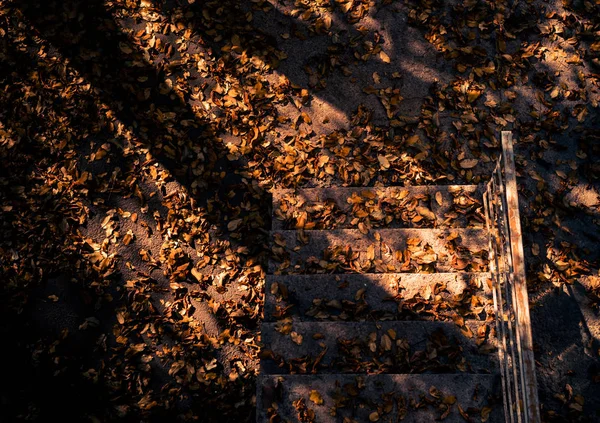 在后院里盖着秋天落叶 树荫笼罩的入口楼梯 — 图库照片