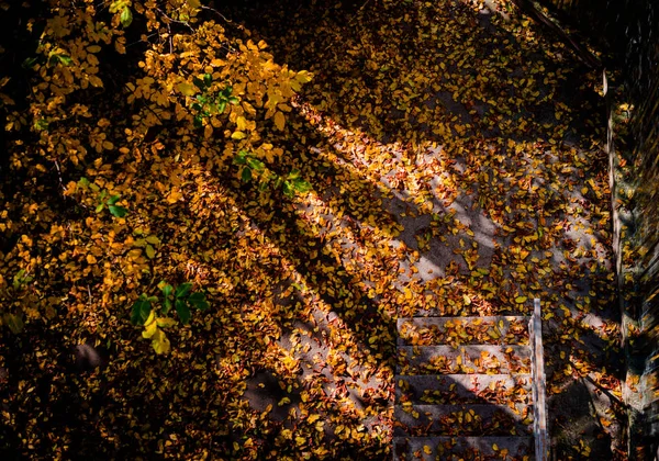 Budynek Schodów Wejściowych Podwórku Pokryte Spadającymi Liśćmi Jesieni Cieniu Drzew — Zdjęcie stockowe