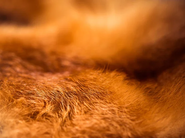 Golden Color Fox Wool Texture Closeup — Stock Photo, Image