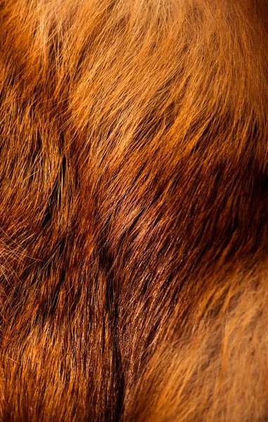 Golden Color Fox Wool Texture Closeup — Stockfoto