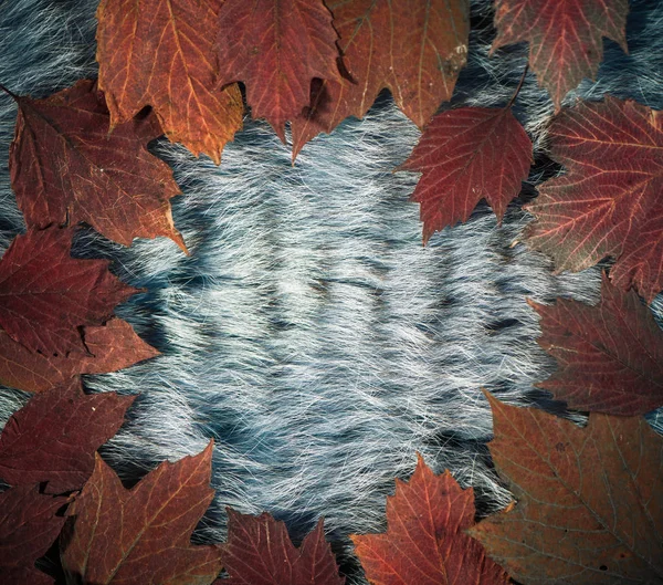 Tessuto Pelliccia Blu Texture Con Foglie Autunno Rosso Telaio Sulla — Foto Stock