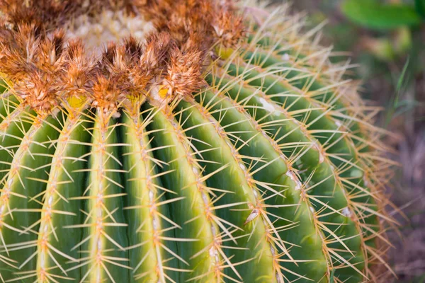 Flor Cactus Superficie Texturizada Con Espinas Afiladas Primer Plano Temporada —  Fotos de Stock