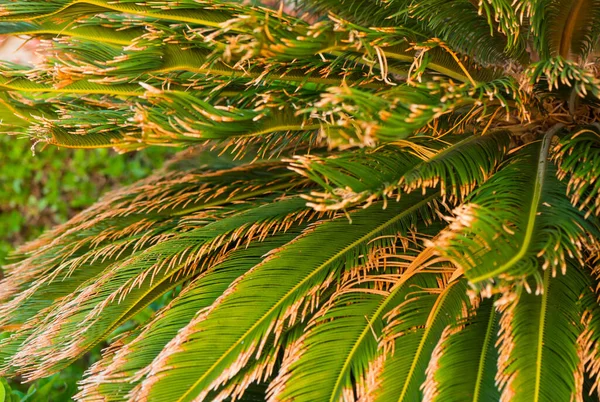 Verse Palmbomen Bladeren Close Onder Zomerseizoen Zon — Stockfoto