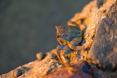 Yazın deniz kenarında güneş batarken taş üstünde yengeç.