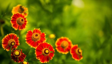 Yazın güzel sonu, ekilmiş bahçe çiçekleri, doğal çiçek desenleri.