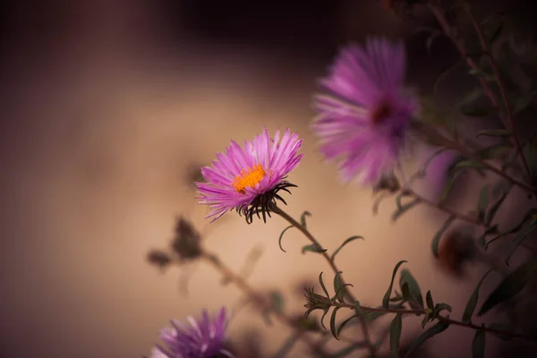 Mooi Einde Van Zomer Gecultiveerde Tuin Bloemen Natuurlijke Bloemen Patronen — Stockfoto