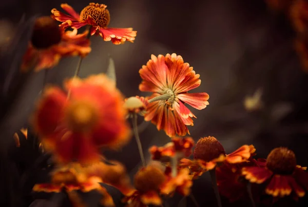 Hermoso Final Del Verano Cultivado Flores Jardín Sobre Los Patrones —  Fotos de Stock