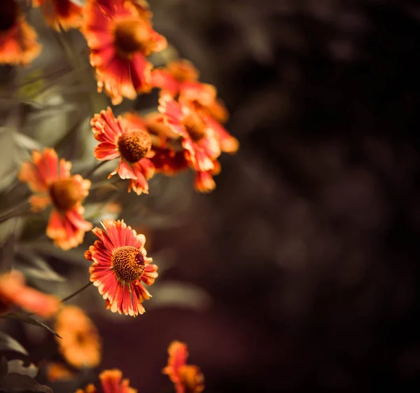 Vacker Slutet Sommaren Odlade Trädgård Blommor Över Naturliga Blommönster Bakgrund — Stockfoto