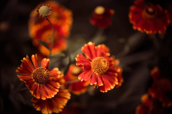 Vacker Slutet Sommaren Odlade Trädgård Blommor Över Naturliga Blommönster Bakgrund — Stockfoto