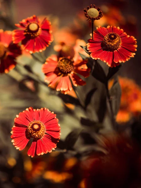 Vacker Slutet Sommaren Odlade Trädgård Blommor Över Naturliga Blommönster Bakgrund — Stockfoto