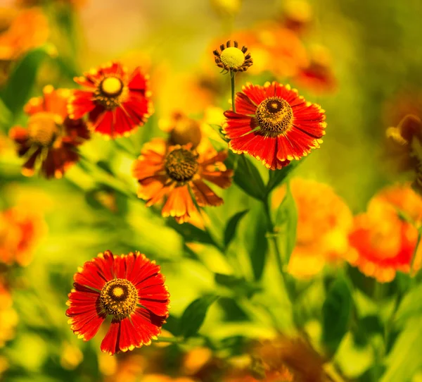 Vacker Slutet Sommaren Odlade Trädgård Blommor Över Naturliga Blommönster Bakgrund — Stockfoto