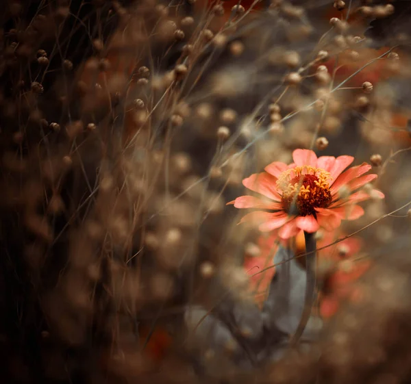 Gyönyörű Vége Nyár Művelt Kerti Virágok Felett Természetes Virágos Minták — Stock Fotó