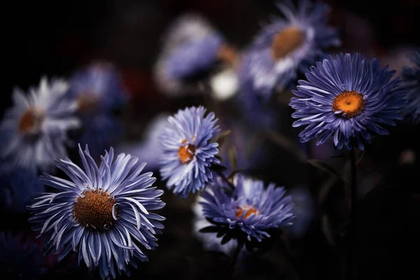 Schöne Ende Des Sommers Kultivierten Garten Blumen Über Natürliche Florale — Stockfoto