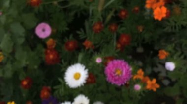 Bahçe çiçekleri yazın bahçenin zemininde yukarıdan