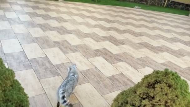 Fluffy Cat Waving Tail Household Backyard — Stock Video