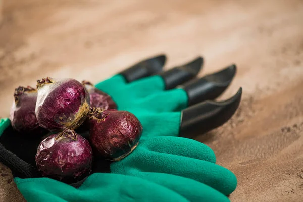 Virághagymák Kertészeti Eszközök Absztrakt Texturált Háttér Felületen — Stock Fotó