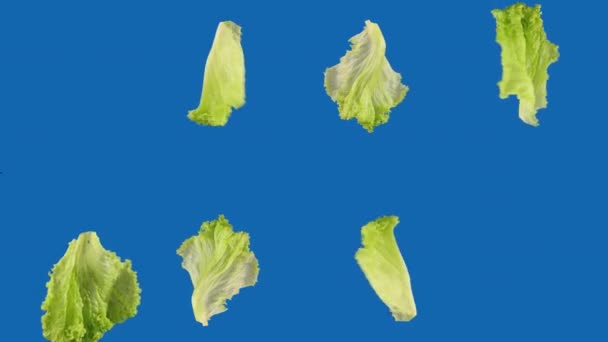 Feuilles Salade Fraîches Vertes Tournant Boucle Sur Fond Bleu — Video