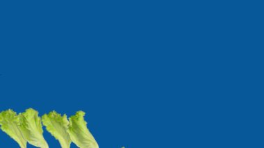 yeşil salata yaprakları mavi arka planda döngü içinde dönüyor