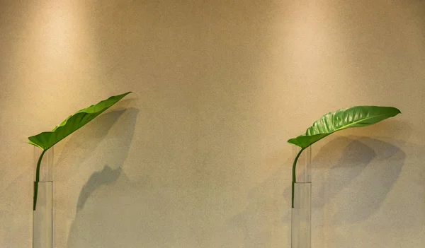Μεγάλα Φύλλα Λεπτό Ψηλό Γυαλί Νερό Χρησιμεύουν Εσωτερική Διακόσμηση — Φωτογραφία Αρχείου