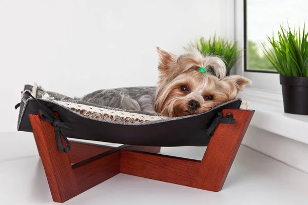 Yorkshire Terrier Leżąc Łóżku Hamak Przez Okno Zdjęcie Stockowe